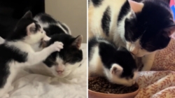 Hearts Melt Over Owner’s Elderly Cat Befriending New Kitten: ‘Mini Me’