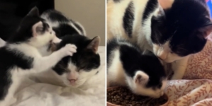 Hearts Melt Over Owner’s Elderly Cat Befriending New Kitten: ‘Mini Me’