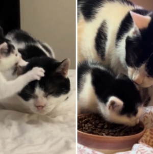 Hearts Melt Over Owner’s Elderly Cat Befriending New Kitten: ‘Mini Me’