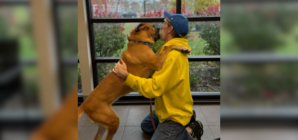 Dog Owner Surrenders Pet During Cancer, 750 Days Later Finds Her at Shelter