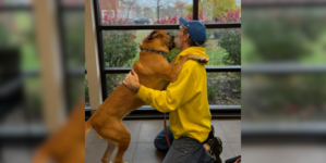 Dog Owner Surrenders Pet During Cancer, 750 Days Later Finds Her at Shelter