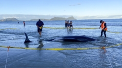 Pilot whales saved after being stranded on New Zealand beach