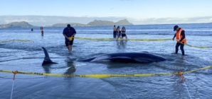 Pilot whales saved after being stranded on New Zealand beach