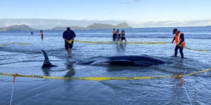 Pilot whales saved after being stranded on New Zealand beach