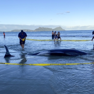 Pilot whales saved after being stranded on New Zealand beach