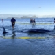 Pilot whales saved after being stranded on New Zealand beach