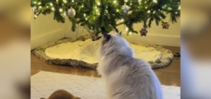 Tears at What Cat Mourning Dog Best Friend Does With His Favorite Toy