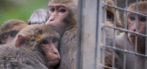 South Carolina Lab Escape: 24 Monkeys Recovered Unharmed