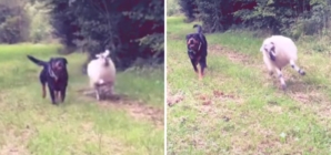 Woman Raises Lamb and Rottweiler Together—Turns Out ‘Weirder’ Than Expected