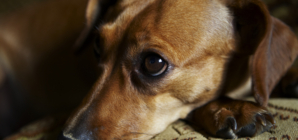 Hearts Break at Dog’s Response to Everyone Distracted by Their Phones