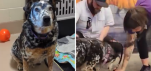 Terrified Shelter Dog Finally Finds ‘His Person’- Now They’re Traveling US