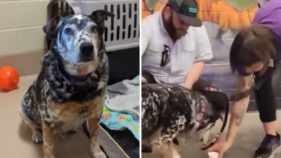 Terrified Shelter Dog Finally Finds ‘His Person’- Now They’re Traveling US