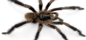 New Feather-Legged ‘Hairy Giant’ Tarantula Discovered