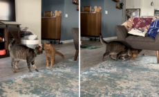 Dueling Cats Captivate Internet: ‘A Cinematic Masterpiece’