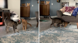 Dueling Cats Captivate Internet: ‘A Cinematic Masterpiece’