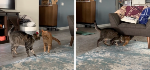 Dueling Cats Captivate Internet: ‘A Cinematic Masterpiece’