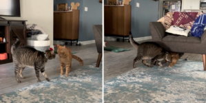 Dueling Cats Captivate Internet: ‘A Cinematic Masterpiece’