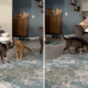 Dueling Cats Captivate Internet: ‘A Cinematic Masterpiece’