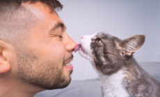 What Happens if You Stop Your Cat From Licking You? Vets Weigh In