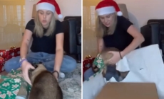 Woman Shows Reality of Wrapping Christmas Presents When You Have a Cat