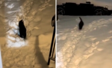 Indoor Cat Quickly Realizes Outside Is No Place for Him: ‘Bad Idea’