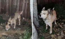 Internet in Stitches As Owner Finds Dog Giving Unexpected Piggy Back