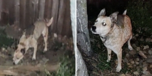 Internet in Stitches As Owner Finds Dog Giving Unexpected Piggy Back