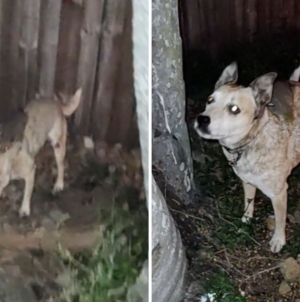 Internet in Stitches As Owner Finds Dog Giving Unexpected Piggy Back