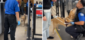 Guide Dog Gets Pat Down From TSA Agent, Thinks He’s Making a New Friend