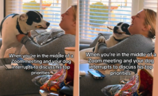 Woman Has Important Zoom Call, But Her Dog Has Other Plans