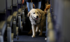 Dog Taking Person’s First Class Flight Claim Sparks Delta Response