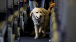 Dog Taking Person’s First Class Flight Claim Sparks Delta Response