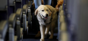 Dog Taking Person’s First Class Flight Claim Sparks Delta Response