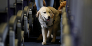 Dog Taking Person’s First Class Flight Claim Sparks Delta Response