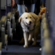 Dog Taking Person’s First Class Flight Claim Sparks Delta Response