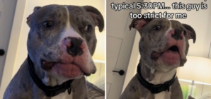 Owner Shows Up 2 Hours Late, and Her Dog’s Reaction Says It All