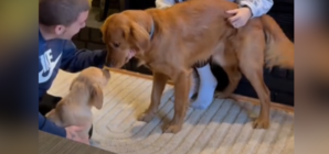 Golden Retriever’s ‘Emotional’ Reaction to New Puppy Brother Melts Hearts