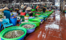 Century-Old Fish Mystery Solved With Market Find in Vietnam