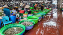 Century-Old Fish Mystery Solved With Market Find in Vietnam