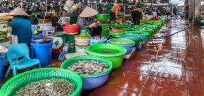 Century-Old Fish Mystery Solved With Market Find in Vietnam