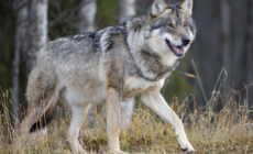 Gray Wolves Make Remarkable Comeback in California