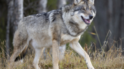 Gray Wolves Make Remarkable Comeback in California