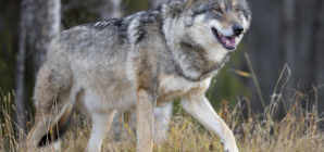 Gray Wolves Make Remarkable Comeback in California