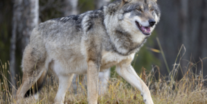 Gray Wolves Make Remarkable Comeback in California