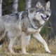 Gray Wolves Make Remarkable Comeback in California