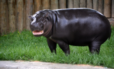 Virginia Zoo’s Newborn Pygmy Hippopotamus Seen in Photos, Video