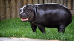 Virginia Zoo’s Newborn Pygmy Hippopotamus Seen in Photos, Video