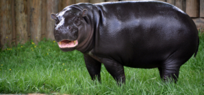 Virginia Zoo’s Newborn Pygmy Hippopotamus Seen in Photos, Video