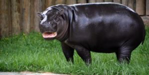 Virginia Zoo’s Newborn Pygmy Hippopotamus Seen in Photos, Video