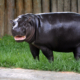 Virginia Zoo’s Newborn Pygmy Hippopotamus Seen in Photos, Video